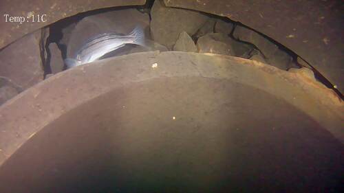 雨水放流管内の調査